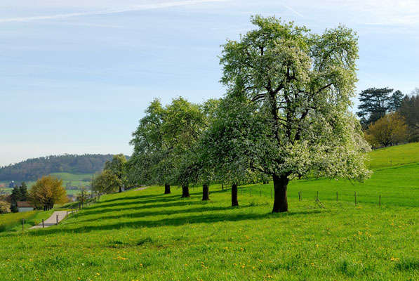 Frühling in der Gartenstadt Winterthur