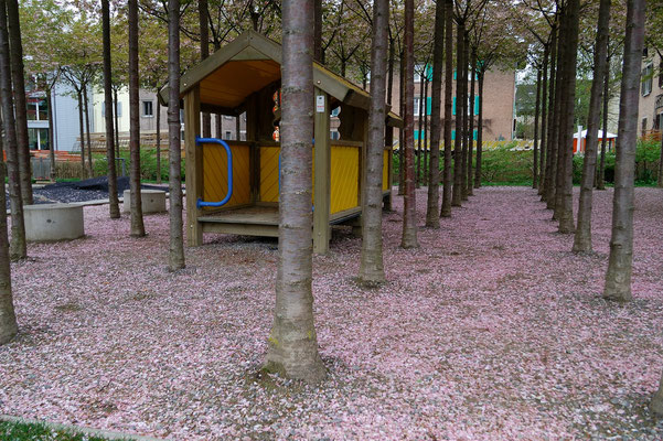 Frühling in der Gartenstadt Winterthur