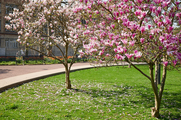 Frühling in der Gartenstadt Winterthur