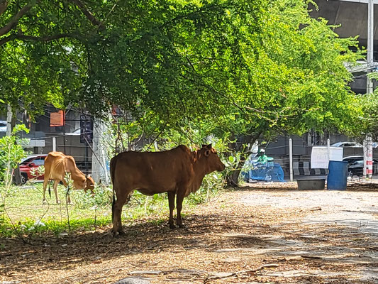 Rama IX Soi 19