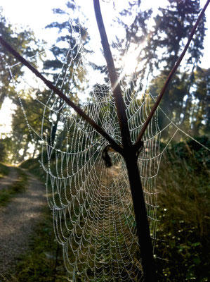 Spinnwebe mit Tautropfen im Herbst
