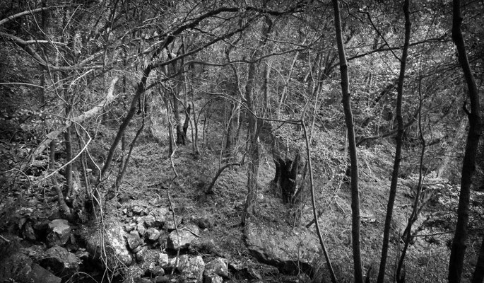 Wald Tafelberg