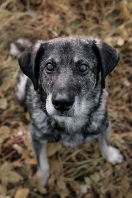 Cobald, 15 Jahre