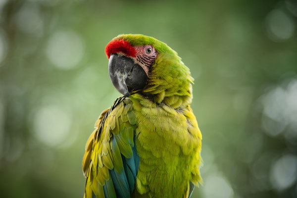 Großer Soldatenara - (Ara ambiguus) - Tierpark Herborn