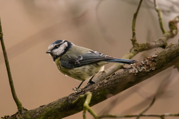 Blaumeise