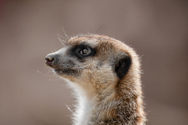 Erdmännchen - (Suricata suricatta) - Tierpark Rheinböllen