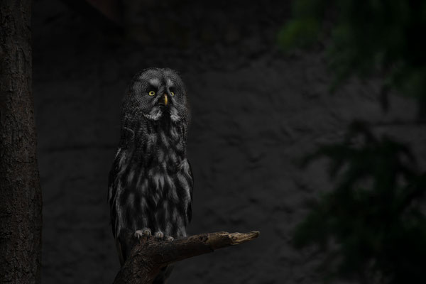 Bartkauz - (Strix nebulosa) - Tierpark Herborn