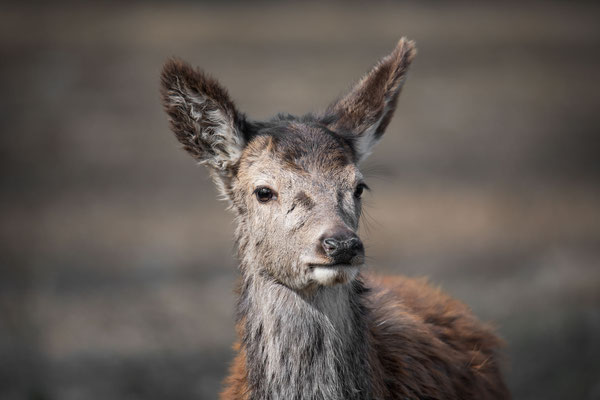 Rotwild - (Cervus elaphus) - Tierpark Rheinböllen