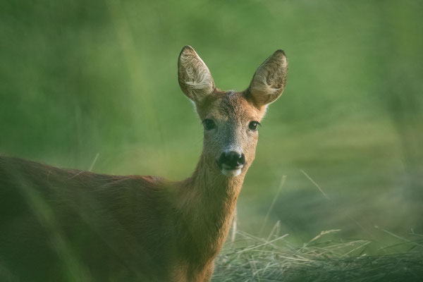 Rehwild