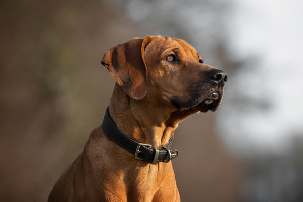 Onkel, Ridgeback Vizsla Mix, 3 Jahre