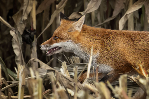 Rotfuchs