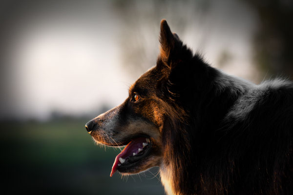 Luke, Australien Shepherd, 5 Jahre