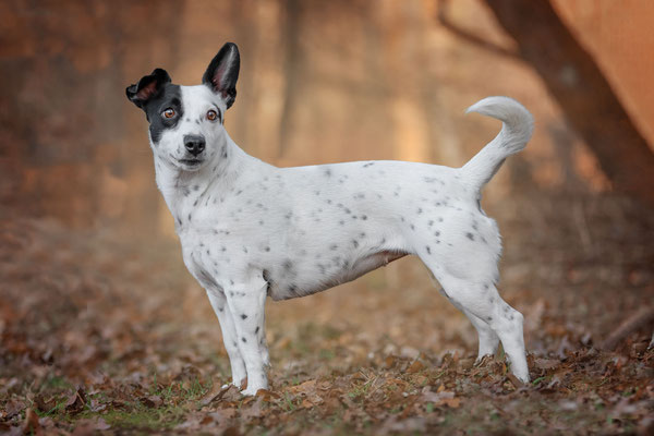 Lucky, Jack Russell