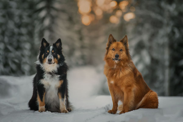 Luke / Lucky, Aussie / Harzer Fuchs, 7 Jahre