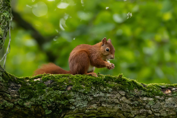Eichhörnchen