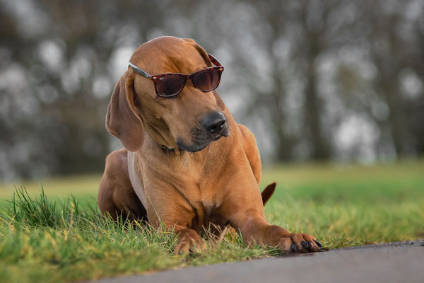Onkel, Ridgeback Vizsla Mix, 3 Jahre