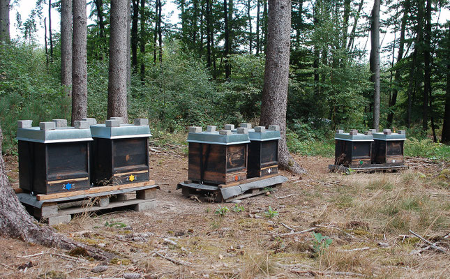 Unsere Bienen am neuen Standort im September