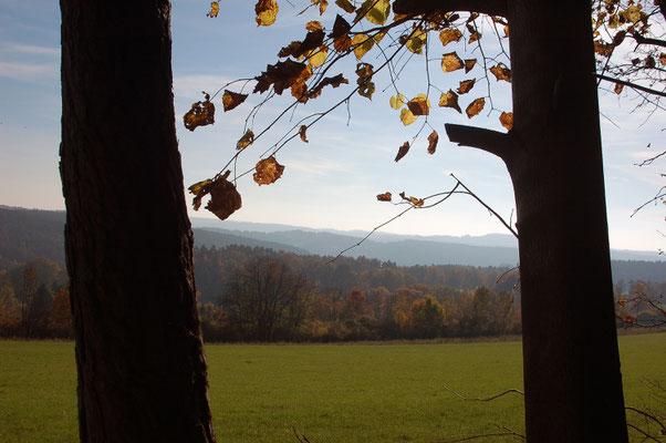 Ein Blick aus dem "Fenster" am Waldrand. Im Vordergrund eine Wiese zur Heugewinnung