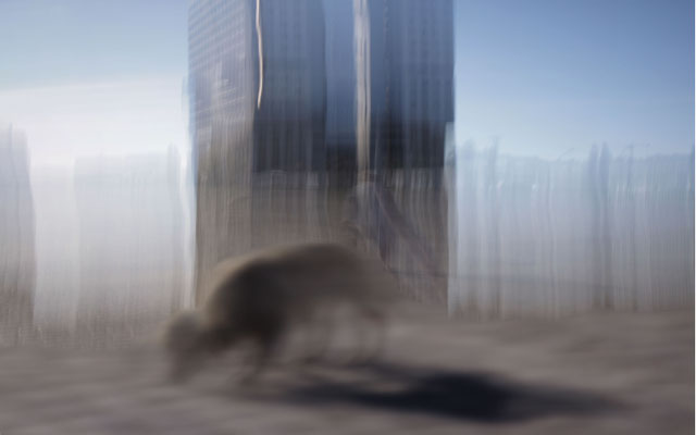 Vor die Hunde | ©Harald Schönhoff