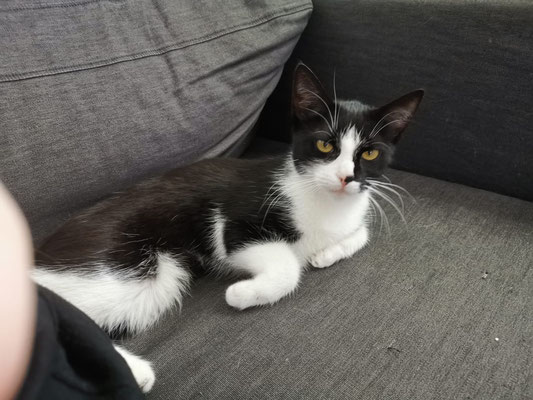 86+ Tierheim Lette Katze