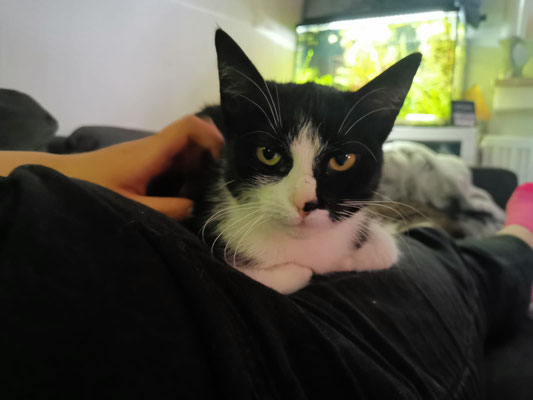 katzen zur vermittlung aktiver tierschutz recklinghausen e v recklinghausen herten