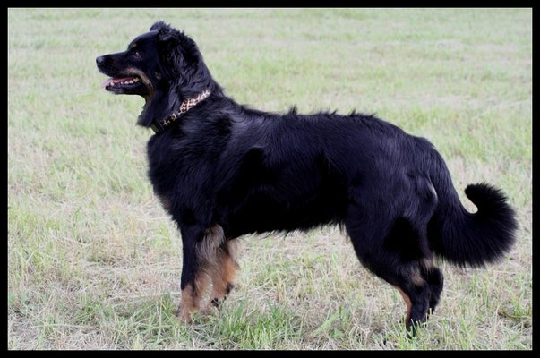  Dancin' Sea´s Witch of the Dark DNA-VP, ASCA-CD, VDH-BH “Paige“