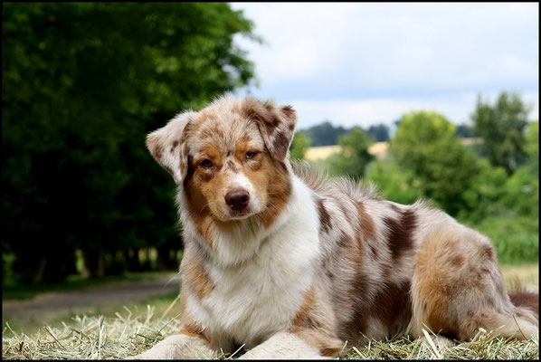  ASCA CH Just Between You And Me Of The Mighty Crown CDX, REX, REM, RMX, DNA-VP; VDH-BH  “Rachel“