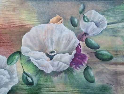 Weißer Mohn, Öl-Pastellkreide, 44 x 59 cm, 2026