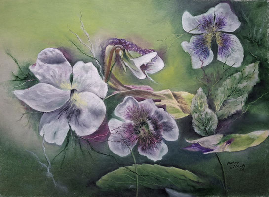 Veilchen, Öl-Pastellkreide, 39 x 54 cm, 2026