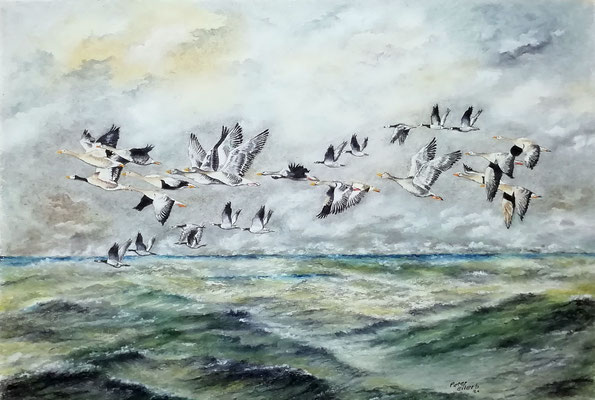 Wildgänse Sturmerprobt, Öl-Pastellkreide, 43 x 62 cm, 2021