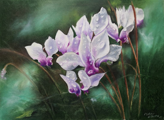 Cyclamen, Öl-Pastellkreide, 37 x 49 cm, 2019   