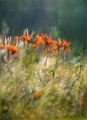 Ackerfeuerlilien, Öl-Pastellkreide, 37 x 52 cm, 2011  