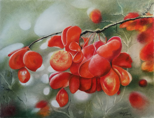 Pfaffenhütchen III. Öl-Pastellkreide, 40 x 50 cm, 2021                                                                                                          