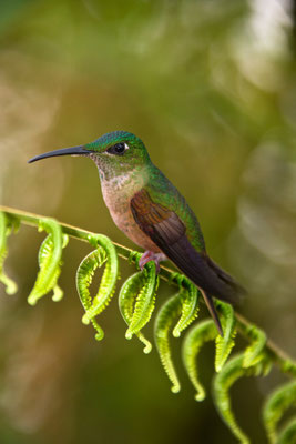 Picaflores de Ecuador