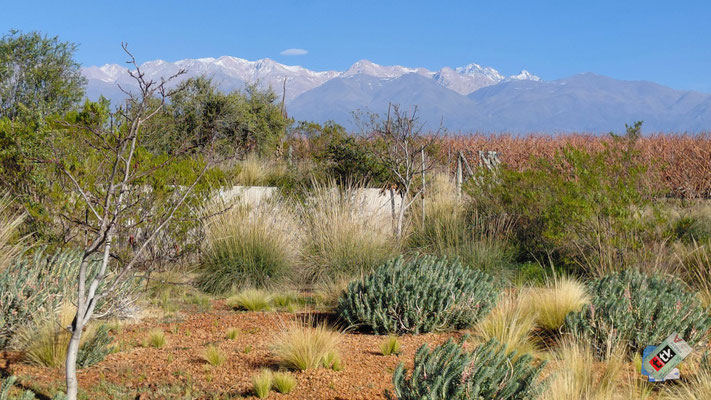 Valle de Uco Viñedos