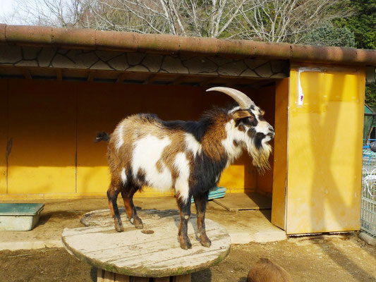 福知山市動物園