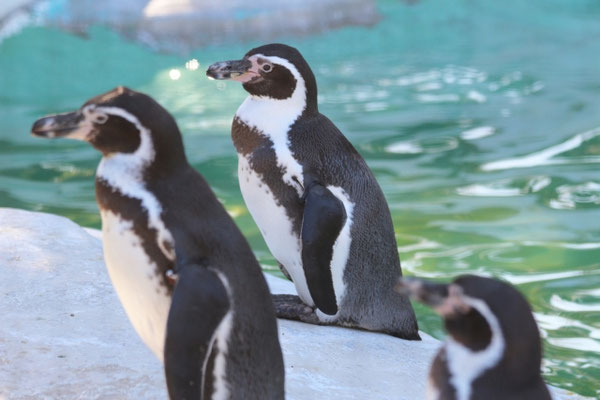 天王寺動物園