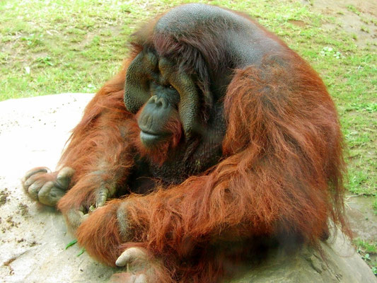 上野動物園