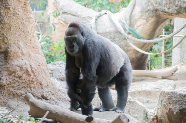 上野動物園