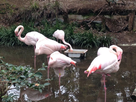 大宮公園小動物園