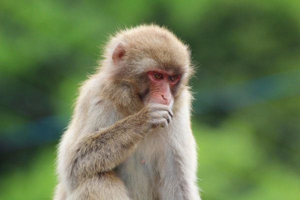 福知山市動物園