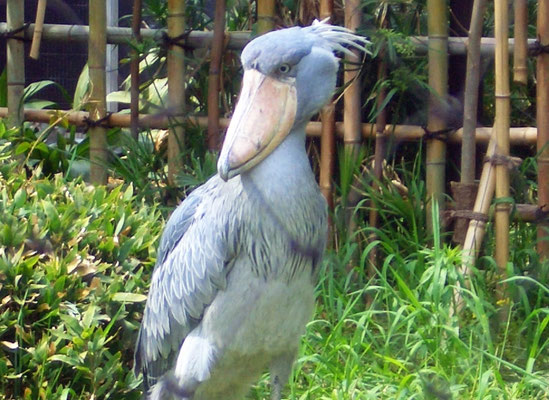 上野動物園
