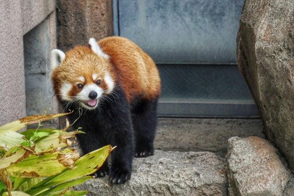 神戸市立王子動物園