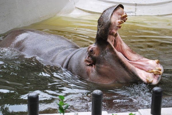 上野動物園