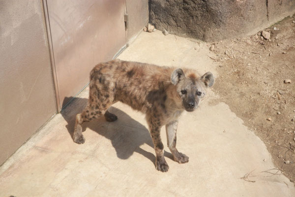 ハイエナ　動物園