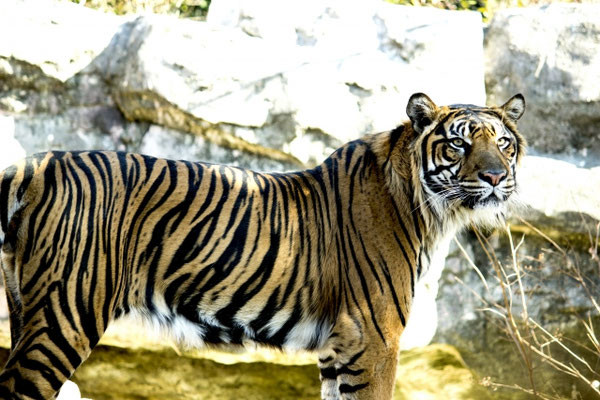 上野動物園