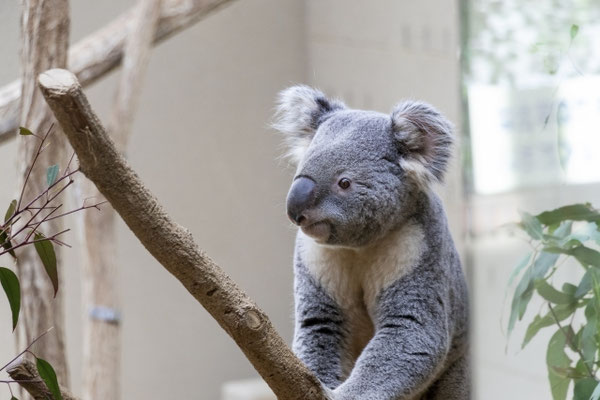 神戸市立王子動物園