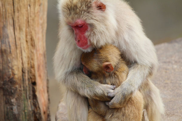 福知山市動物園