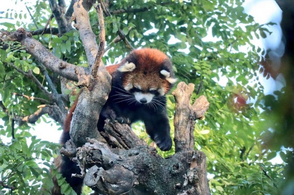 天王寺動物園