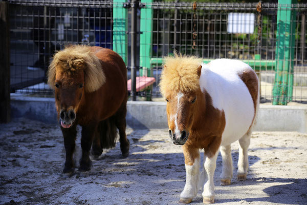 函館公園動物施設